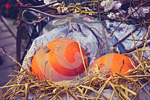 Two pumpkins on display outside in bicycle basket