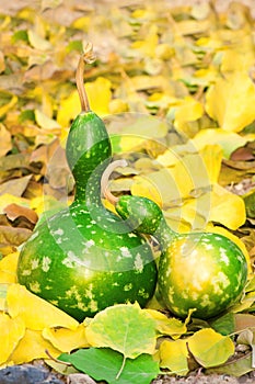 Two pumpkins in fall