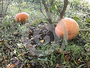 Two pumpkins