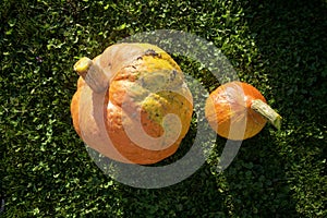 Two pumpkins on the ground