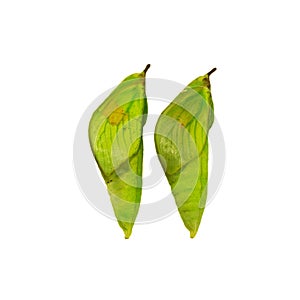 Two pupae of the white angled-sulphur butterfly isolated on white background.