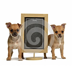 Two puppiea with menu blackboard