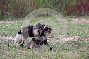 Two of puppies of African wild dog, African hunting dog, African painted dog or painted wolf Lycaon pictus fighting for for the