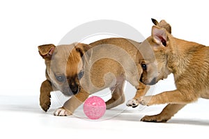 Two puppies with ball
