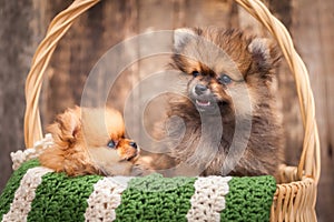 Two puppies in a basket