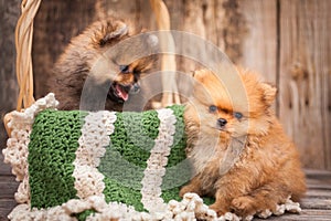 Two puppies in a basket