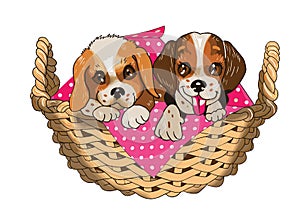 Two puppies in the basket