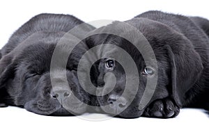 Two puppies black labrador