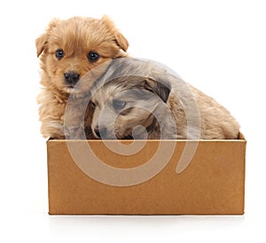 Two puppies in the box.