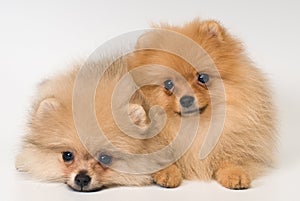 Two puppies of breed a Pomeranian spitz-dog in studio