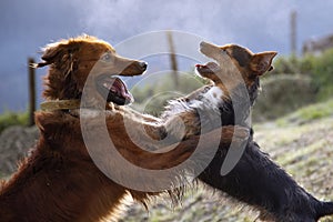 Dos cachorros marrón a negro a líder espiritual abrazo mira a cada próximo. compasión a fidelidad. amistad 