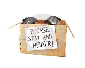 Two puppies in a cardboard box.