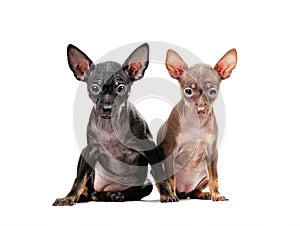 Two puppies of Chihuahua isolated