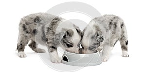 Two puppies crossbreed drinking