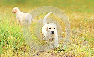 Two puppies dogs Labrador Retriever is running together outdoors on grass