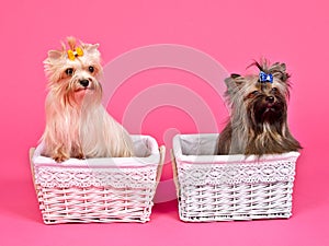 Two puppies girl and boy inside baskets