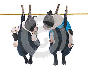 two puppies hanging on the clothesline