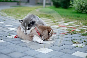 Two puppies Husky. Litter dogs sleeping on the street