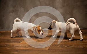 Two puppies of Jack Russell Terrier breed standing on a wooden floor
