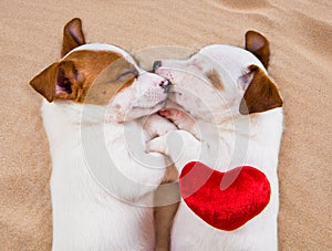 Two puppies Jack Russell Terrier dogs on the sand with red heart.