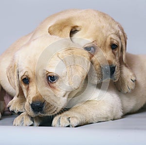 Two puppies labrador retriever.