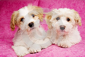 Two puppies laid on a pink background