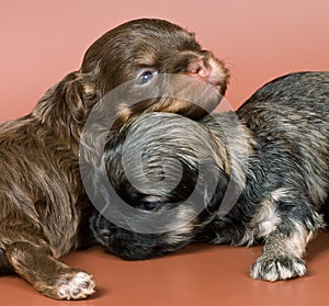 Two puppies of a lap-dog