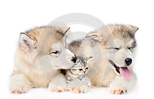 Two puppies lying with tiny kitten. isolated on white background