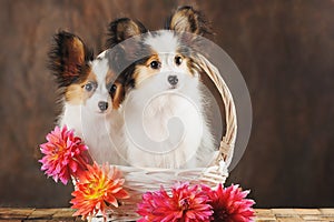 Two puppies papilion in white basket with dahlias on dark brown background. photo