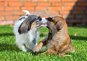 Two puppies playing