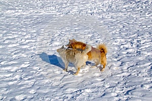 Two puppies playing in winter