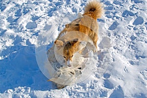 Two puppies playing in winter