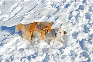 Two puppies playing in winter