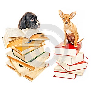 Two puppies posing with books photo