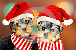 Two puppies in red Santa hats