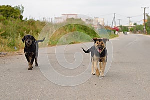 Two puppies running on the road.