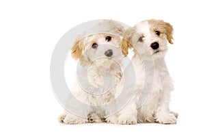 Two puppies sat isolated on a white background
