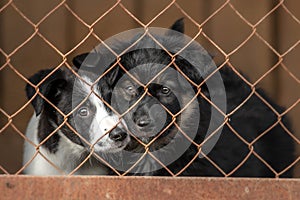 two puppies in the shelters aviary