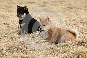 Two puppies of Shiba inu together