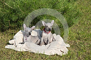 Two puppies are sitting on a blanket in nature in summer. Xoloitzcuintle.