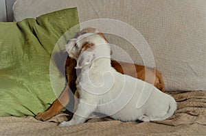 Two puppies sitting on the sofa