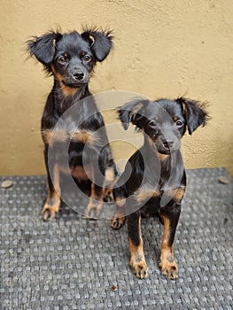 Two puppies sitting on a wicker table photo