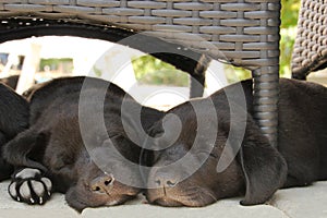 Two puppies sleeping in garden