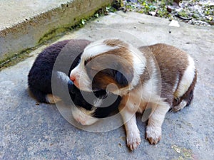 Two puppies sleeping together happily. Location at Bau, Sarawak, Malaysia.