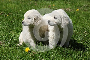 Two puppies of Slovakian chuvach