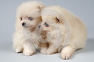 Two puppies of the spitz-dog in studio