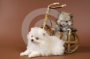 Two puppies of the spitz-dog in studio