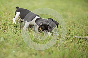 Two puppies and a stick