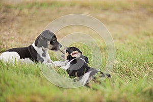 Two puppies and a stick