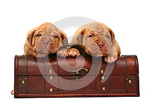Two puppies is in a trunk.